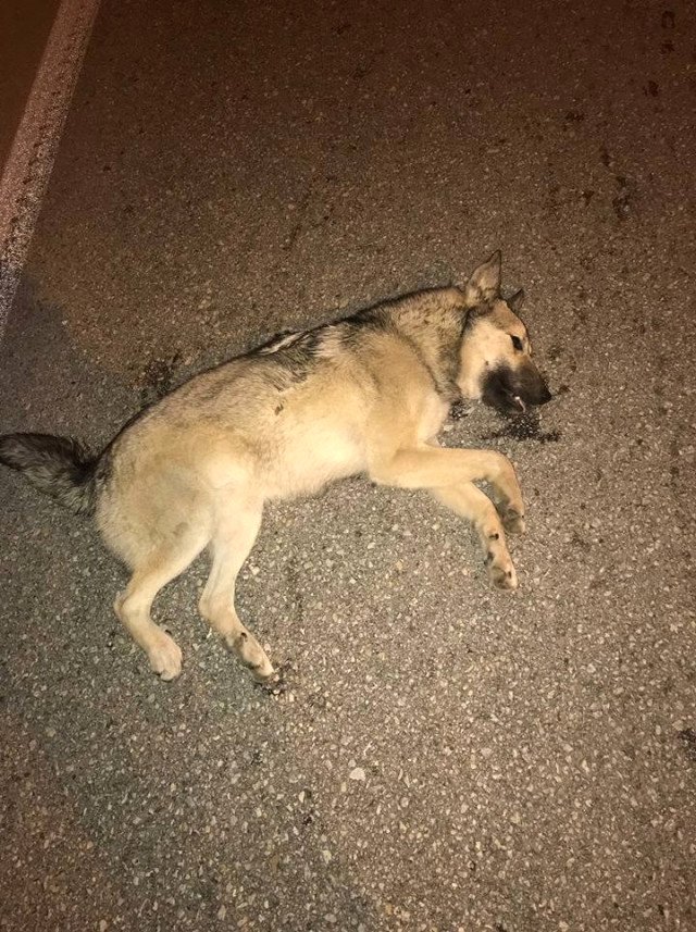 Vicdansız Sürücü Köpeğe Çarpıp Arkasına Bakmadan Kaçtı
